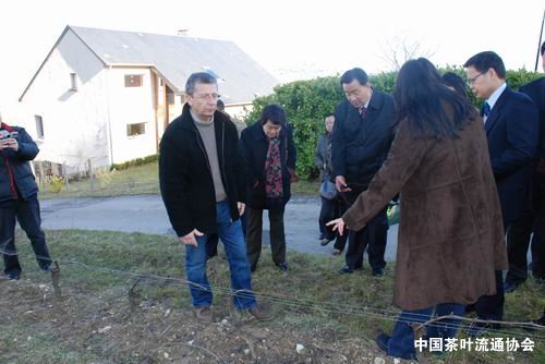代表团考察Sancere地区葡萄酒种植