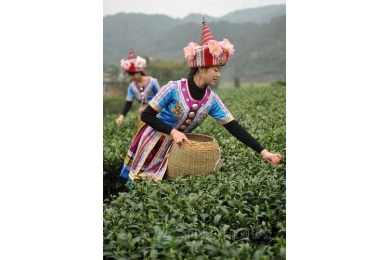 2013广西昭平早春茶开采