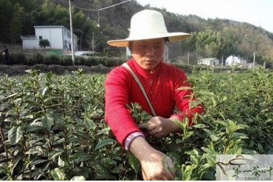 岳西黄尾镇2013年春茶已全面开采