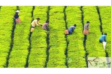 2013黔茶“体检”报告