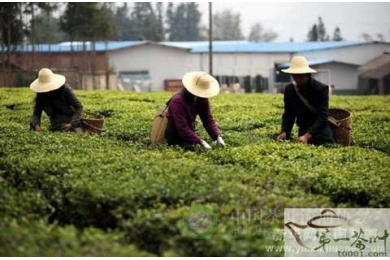 2013年云南省春茶“量增价涨”