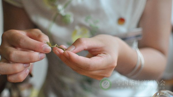 图2：茉莉花茶以条形长而饱满、白毫多、无叶者上。 张黎 摄