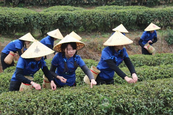 图3：“茉莉花开”是福州的一张城市名片，图为春伦茉莉花开采文化节。