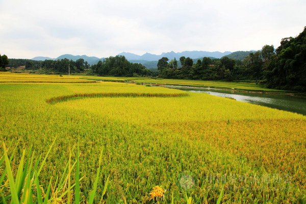 global_1C2D3235-3E73-C7EC-F0EE-468D3D37B