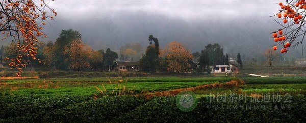 global_C6C3A53C-71A3-E973-5311-769371B72