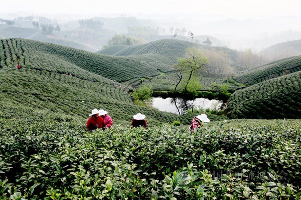 global_4196DCC9-9168-91D3-4D17-8ACE44D2A