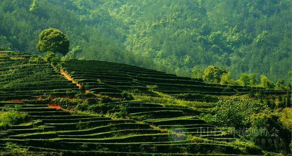 global_C55BFF22-6A82-9611-FD96-15B3EDABD