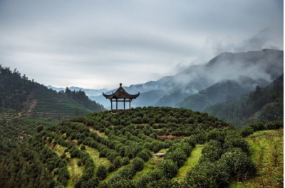 小罐茶：创新与数字化锻造中国茶叶