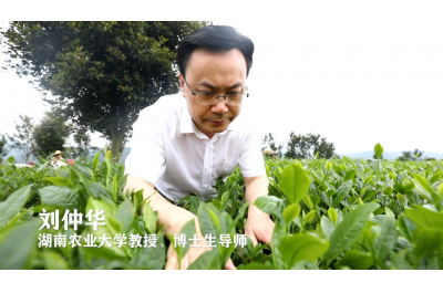 刘仲华：科技赋能茶产业 一心只为强农梦