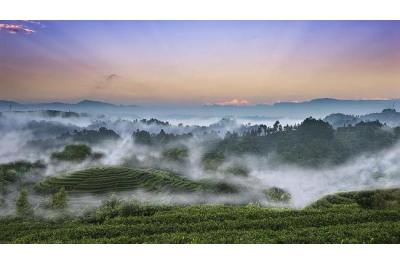 蒙顶山茶获评“巴蜀气候好产品”