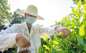 十四五专题解读——茶学高等教育与学科发展（下）