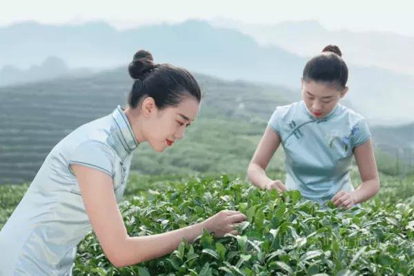 抗击疫情 我们在一起！“西湖工夫茶”缔造者张万虎：用心做好每一片茶叶
