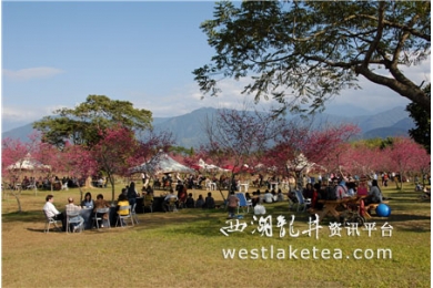 2013日月潭暨大赏樱茶会２０日举办