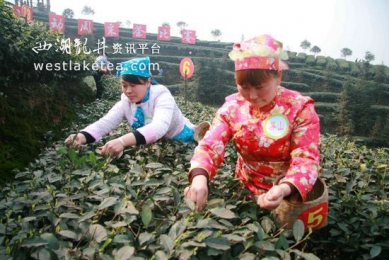 2013年“中国四川首届茶叶开采活动周”开幕