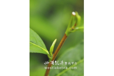 2013年西湖龙井新茶或将于三月下旬正式开采