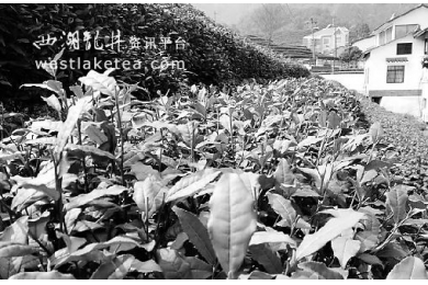 2013年西湖龙井新茶未开采 网上叫卖8000元/斤