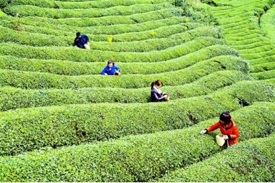 宣恩伍家台贡茶基地2013年首批新茶开采