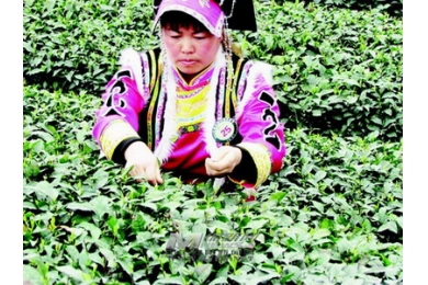 北川茶农成2013第四届中国采茶节十大采茶能手