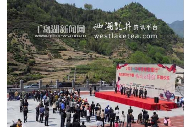 2013年鸠坑毛尖茶文化节暨鸠坑茶博馆启幕