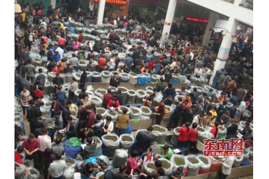 2013年春季安溪铁观音信息发布 发展态势稳健